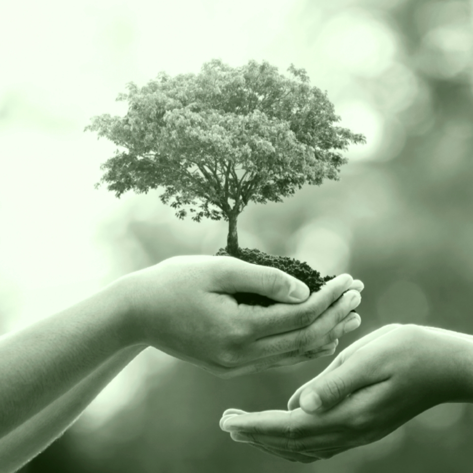 Eller bir ağaç tutuyor